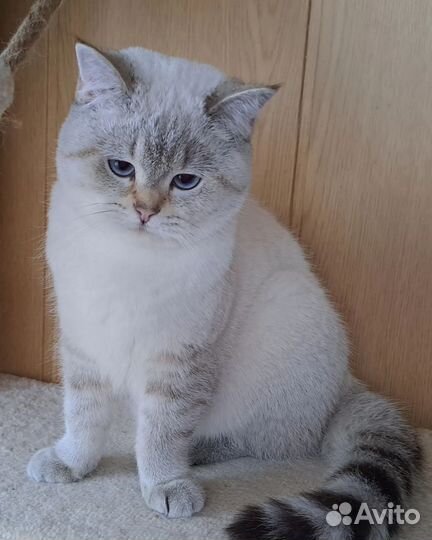 Британская кошка на условиях