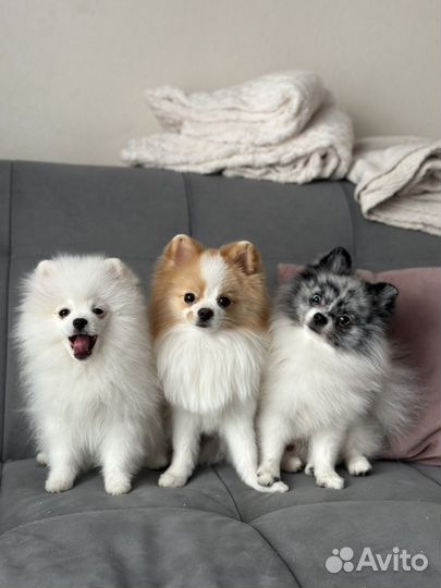 Собака на фотосессию