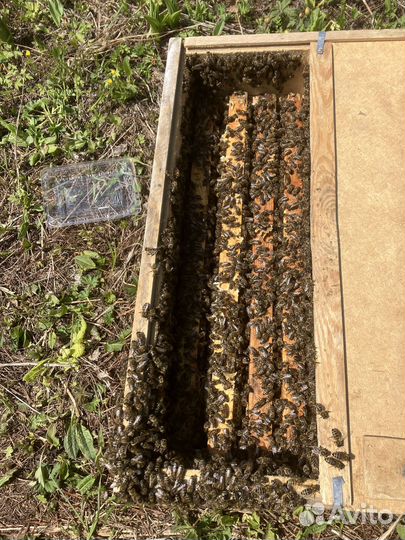 Пчелопакеты среднерусской (башкирской) породы