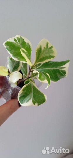 Фикус Триангулярис Вайт
