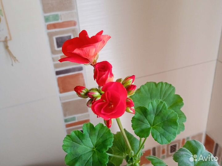 Алая молодая герань