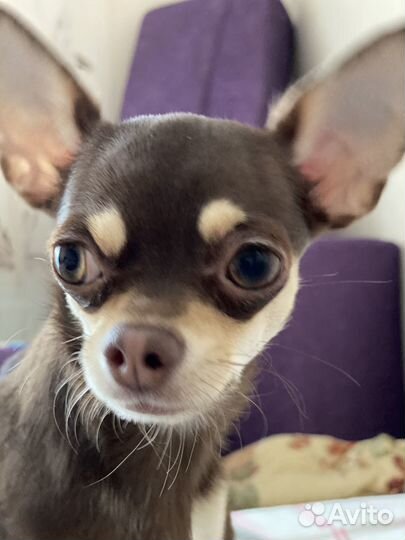 Чишка в добрые руки