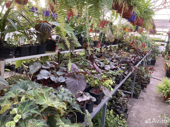 Бегония каудексная / Бегония дрега