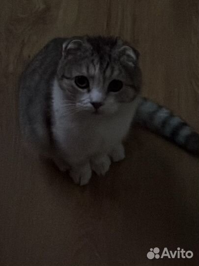 Котенок мальчик вислоухий