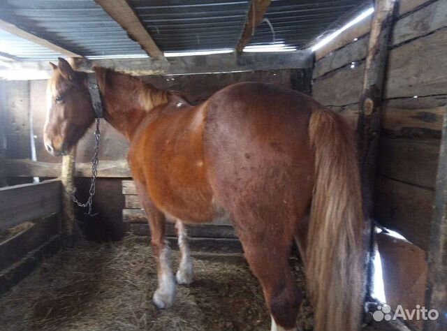 авито карасук животные. карасук село сорочиха. яички жеребенка в 8 месяцев. авито карасук животные. дом село михайловка карасукский район.