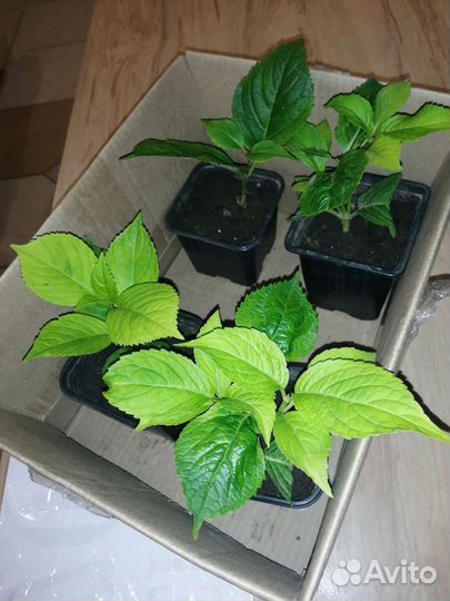 Гортензия Бесконечное лето розово-голубая