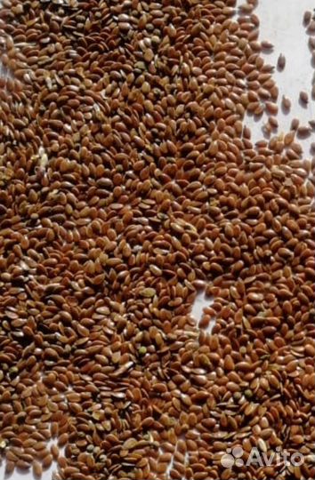Семена. Лен долгунец. Семя льна долгунца