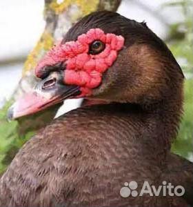 Мускусные утки