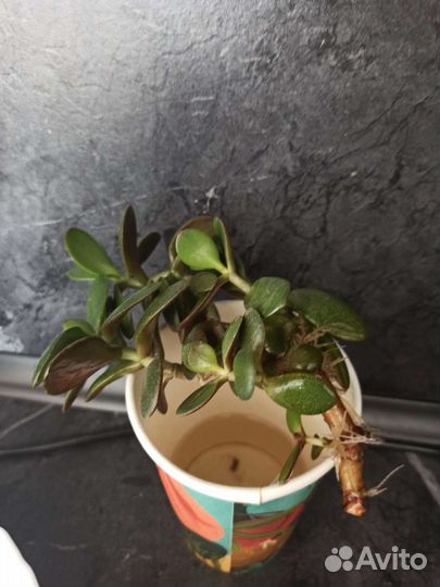 Красула толстянка