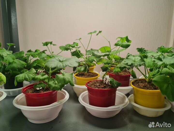 Пеларгонии сортовые