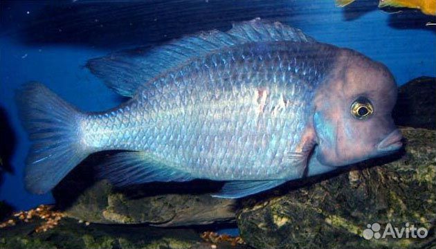 Цихлида Голубой дельфин (Cyrtocara moorii)