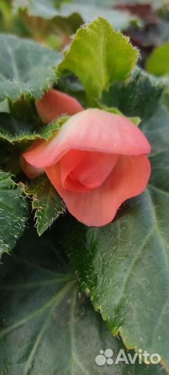 Бегония махровая клубневая