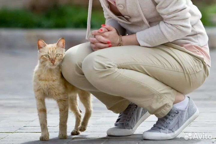 Выгул собак и кошек