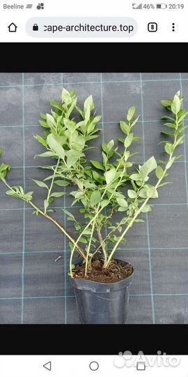 Голубика саженцы