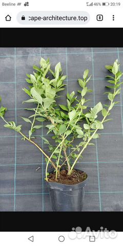 Голубика саженцы