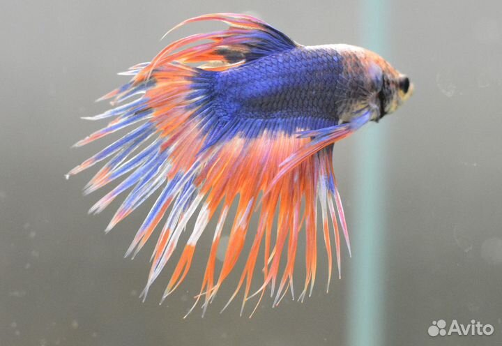 Петушки коронохвостый