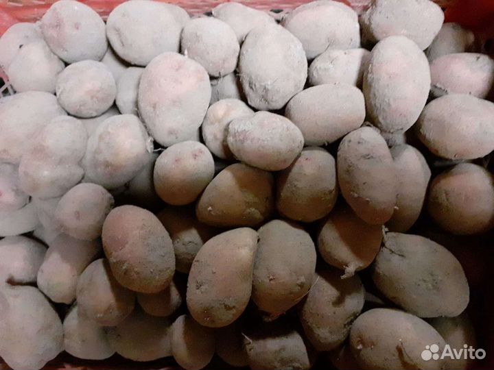 Крупный и семенной картофель сорт Аврора