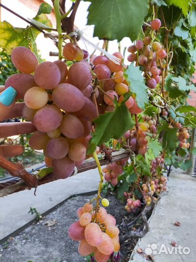 Саженцы винограда, виноград