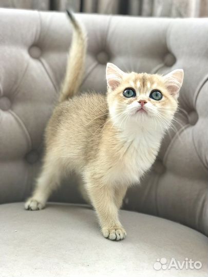 Британская кошка