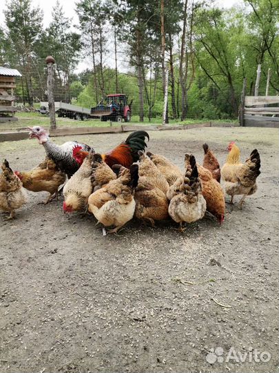 Куры наседки, Козельск