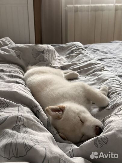 Передержка домашних животных