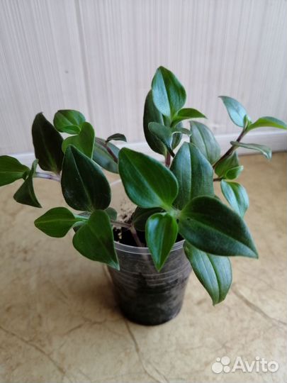 Комнатные цветы