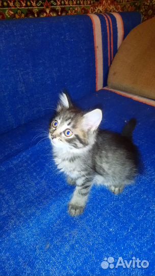 Отдам котят