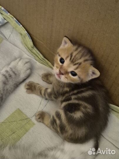 Шотландские котята