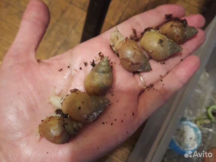 Африканские улитки