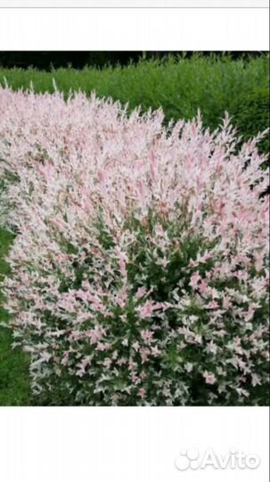 Ивы фламинго,хакуро нишики,пурпурная,матцудана