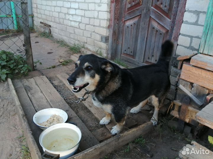 Собака в добрые руки отдам бесплатно