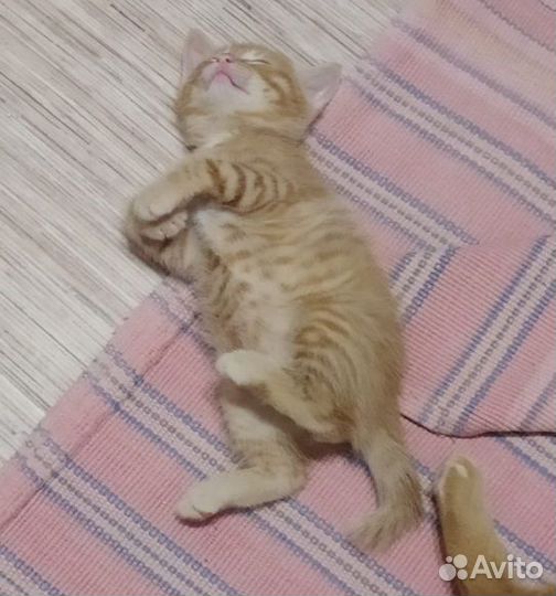 Курильский бобтейл