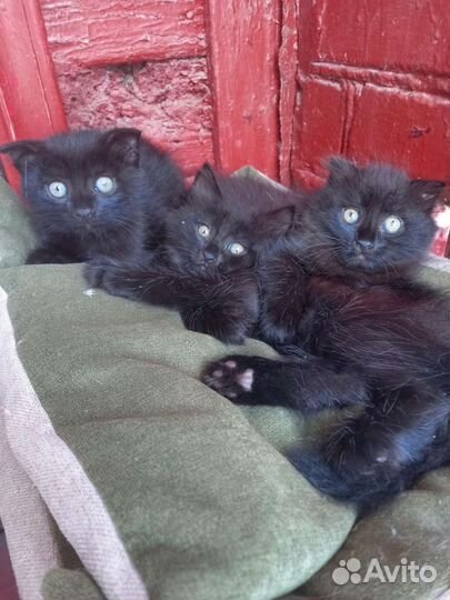 Кошки породистые бесплатно