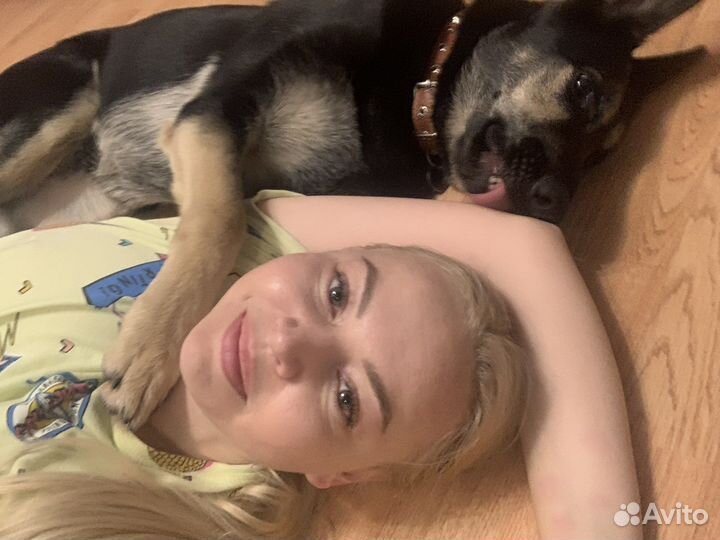 Домашняя передержка собак, выгул