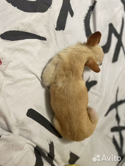 Мини той-терьер, вязка