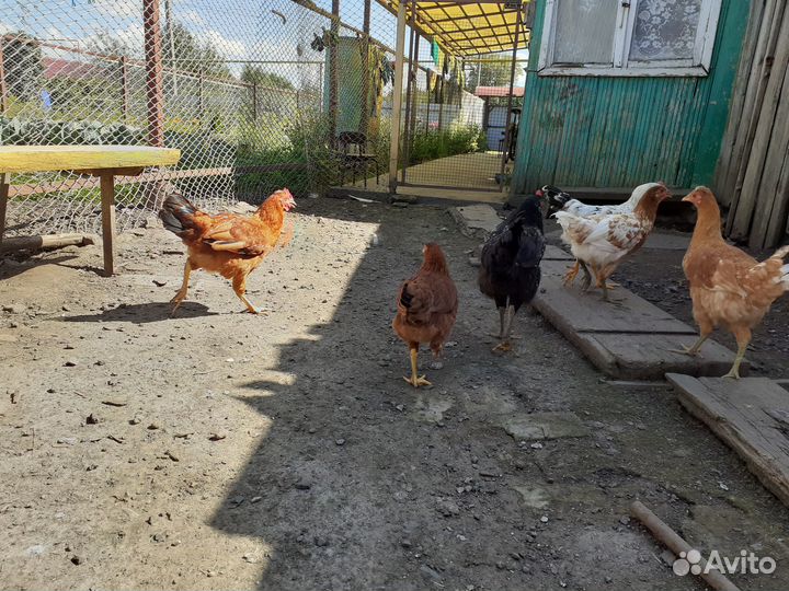 Петухи домашние