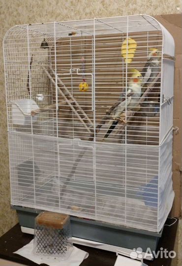 Корелла самец, с клеткой