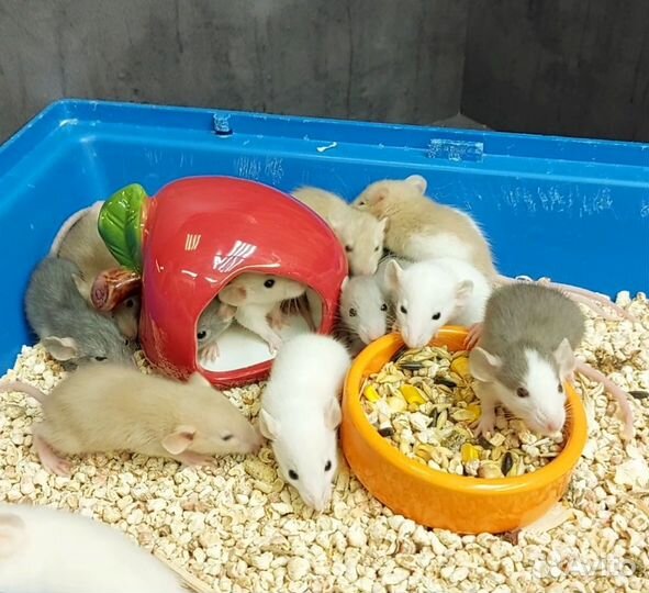 Крысята дамбо малыши