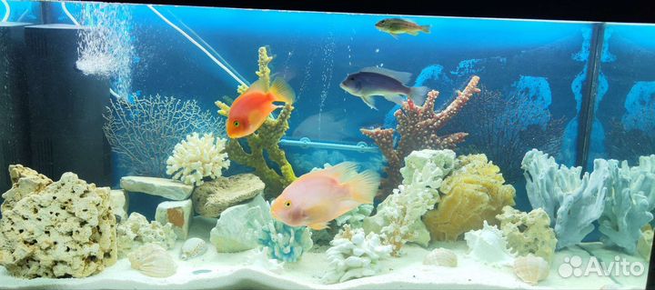 Аквариум