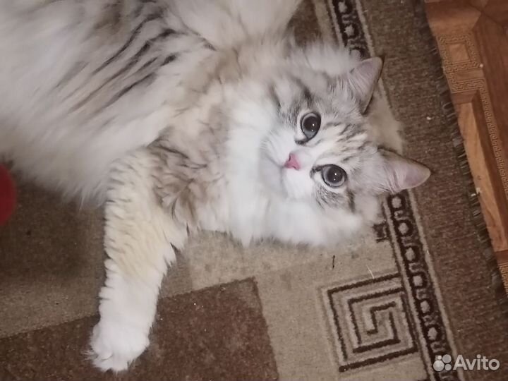 Кошка в дар