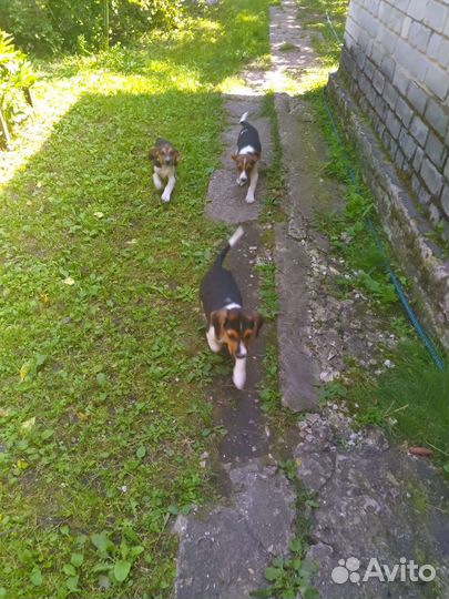 Эстонская гончая щенки