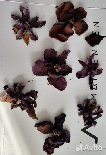 Сухоцветы для творчества