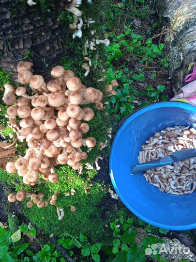 Огурцы маринованные, грибы опята