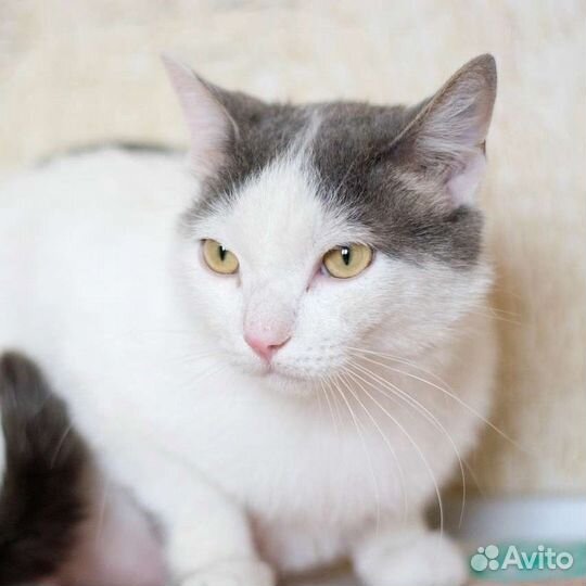 Красавец кот в добрые руки