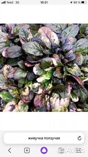 Живучка ползучая