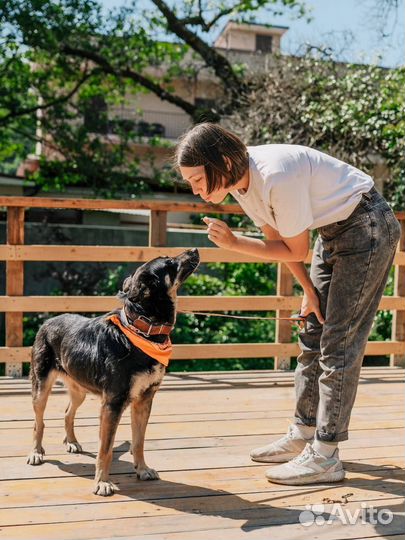 Собака в добрые руки