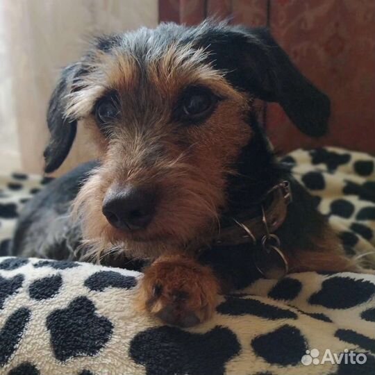 Отдам в добрые руки