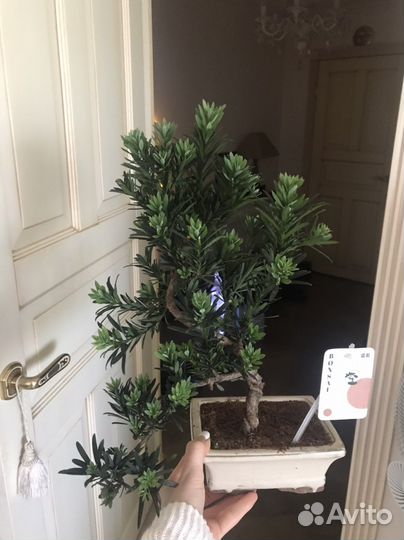 Бонсай Сосна Будды, редкий, в наличии