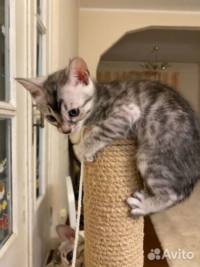 Бенгальская