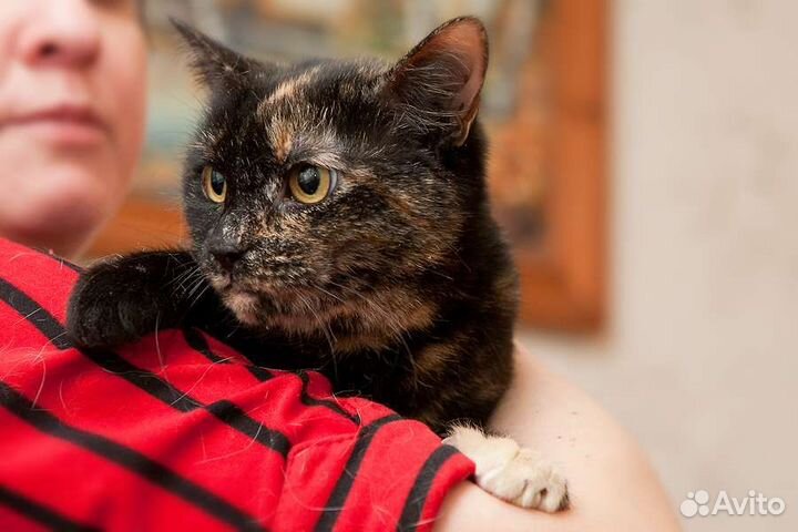 Кошка Бусинка (3 года) в добрые руки